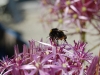 allium_bee