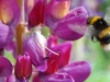 bee-on-lupin1