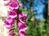 Bee and digitalis pollen