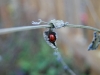 finding lovelyladybirds-all-around-the-garden-centre-bring-on-the-aphid-buffet