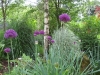 allium-garden