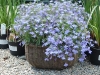 Recycled planters in the garden centre