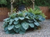 Hosta