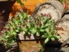 Alpines