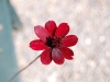 Chocolate_Cosmos