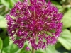 Allium