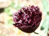 Papaver