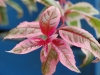 Fuschia