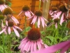 Echinacea 