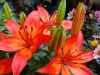 lillium
