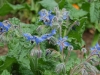 Borage