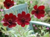 Chocolate Cosmos