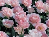 tulip_angelique