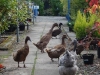 Our own animal farm