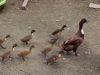 ducklings-at-the-secret-garden-centre
