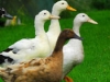 ducks wandering freely and fed organically
