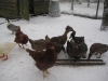 even-in-the-snow-given-lots-of-tlc