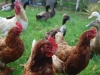 hens