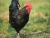 Our psycho cock. No longer with us