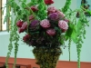 cabbages-roses1a