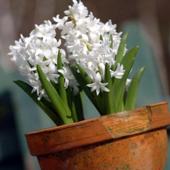 Click here for gorgeous bulbs