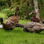 The Ducks
