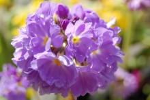 Primula denticulata