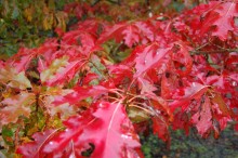 Quercus Rubra (Red Oak)