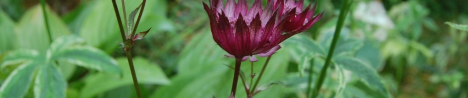 Planted with passion and inspiration.
