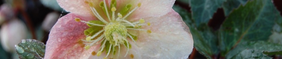DSC_0305a