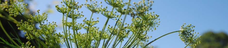 Dill & blue sky in Newmarket