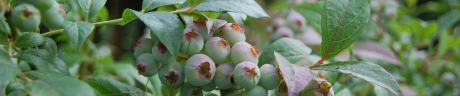 Blueberries in our kitchen garden