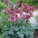 Plant of the week: Dicentra