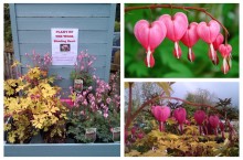 Dicentra_pow