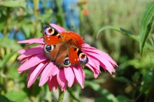 Echinacea Purpurea