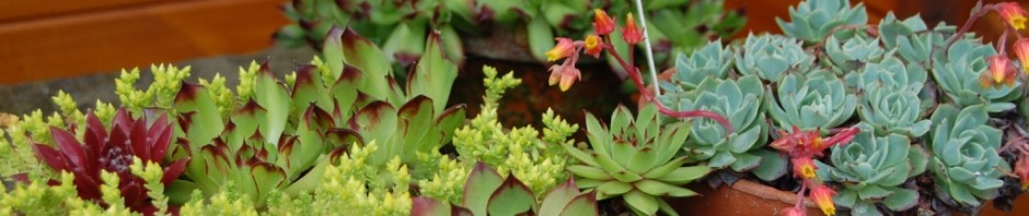 A collection of the many images from the garden centre