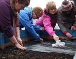 Hands on experience in the raised beds