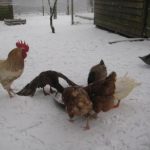 Hens