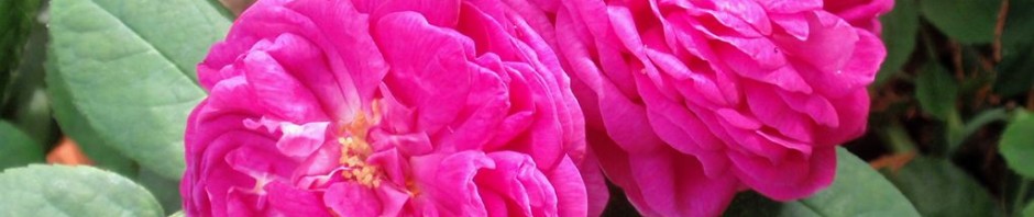 Rose de Rescht
