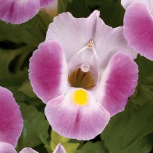 Torenia-Moon-RoseWEB