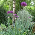 alliumgarden