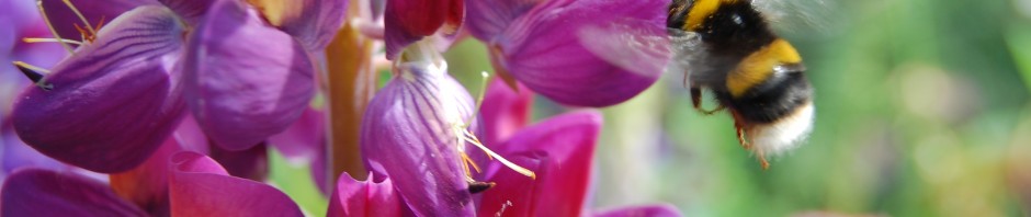 The Secret Garden, abundant with wildlife.
