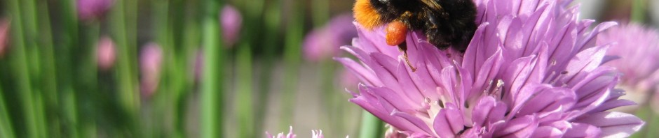 chives-gardening