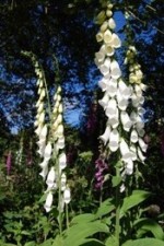 digitalis
