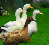 The ducks in the garden.
