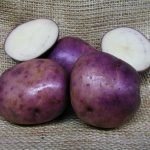 Seed Potato