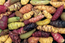oxalis_tuberosa