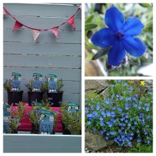 Lithodora_diffusa_heavenly_blue