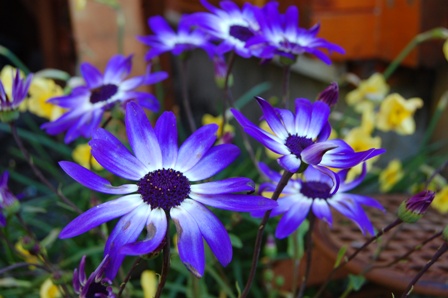 senetti