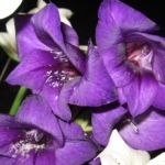 hl-purple-gladioli-thumbjpg